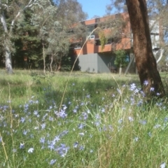 Wahlenbergia sp. (Bluebell) at Australian National University - 21 Oct 2014 by TimYiu