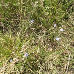Wahlenbergia sp. at Acton, ACT - 22 Oct 2014