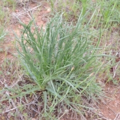 Eryngium ovinum (Blue Devil) at Bonython, ACT - 15 Oct 2014 by MichaelBedingfield