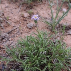 Vittadinia muelleri (Narrow-leafed New Holland Daisy) at Bonython, ACT - 15 Oct 2014 by michaelb