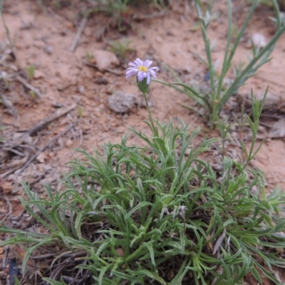 Vittadinia muelleri (Narrow-leafed New Holland Daisy) at Bonython, ACT - 15 Oct 2014 by MichaelBedingfield
