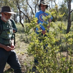 Styphelia triflora at Watson, ACT - 19 Oct 2014 10:32 AM