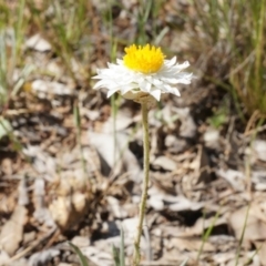 Leucochrysum albicans subsp. tricolor (Hoary Sunray) at Mount Majura - 18 Oct 2014 by AaronClausen