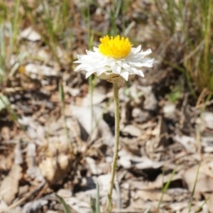 Leucochrysum albicans subsp. tricolor at Watson, ACT - 19 Oct 2014