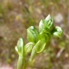 Hymenochilus sp. (A Greenhood Orchid) at Goorooyarroo NR (ACT) - 22 Oct 2014 by jks