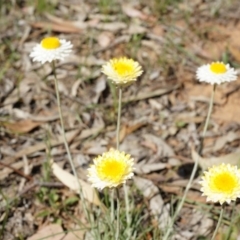 Leucochrysum albicans subsp. tricolor (Hoary Sunray) at Watson, ACT - 19 Oct 2014 by AaronClausen