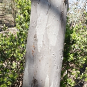 Styphelia triflora at Majura, ACT - 19 Oct 2014 10:58 AM