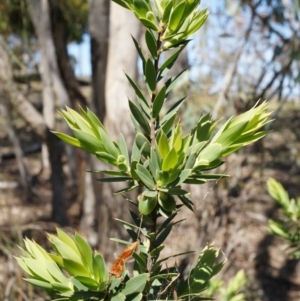 Styphelia triflora at Majura, ACT - 19 Oct 2014