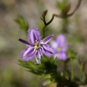 Thysanotus patersonii at Majura, ACT - 19 Oct 2014