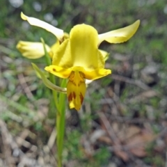 Diuris nigromontana (Black Mountain Leopard Orchid) at Black Mountain - 22 Oct 2014 by galah681