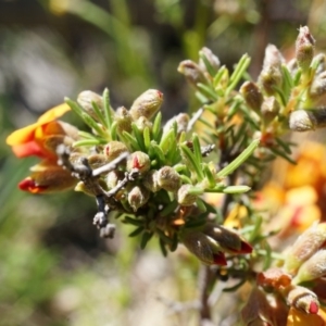 Dillwynia sericea at Majura, ACT - 19 Oct 2014 11:10 AM