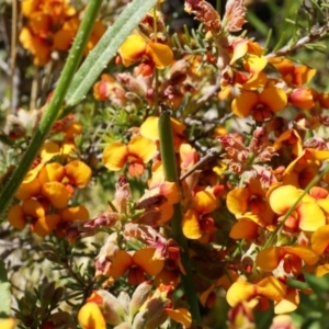 Dillwynia sericea at Majura, ACT - 19 Oct 2014 11:10 AM