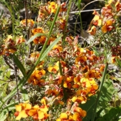 Dillwynia sericea at Majura, ACT - 19 Oct 2014 11:10 AM