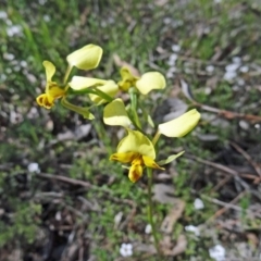 Diuris nigromontana (Black Mountain Leopard Orchid) at Black Mountain - 22 Oct 2014 by galah681
