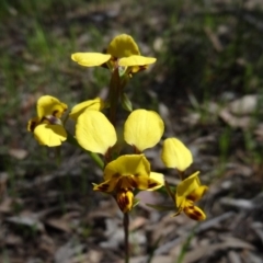 Diuris nigromontana (Black Mountain Leopard Orchid) at Point 5204 - 22 Oct 2014 by galah681