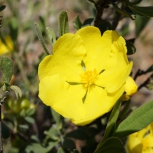 Hibbertia obtusifolia at Majura, ACT - 19 Oct 2014