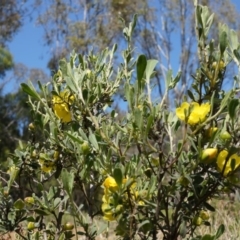 Hibbertia obtusifolia at Majura, ACT - 19 Oct 2014