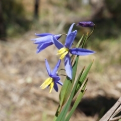 Stypandra glauca (Nodding Blue Lily) at Majura, ACT - 19 Oct 2014 by AaronClausen