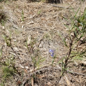 Stypandra glauca at Majura, ACT - 19 Oct 2014