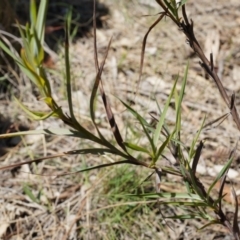 Stypandra glauca at Majura, ACT - 19 Oct 2014