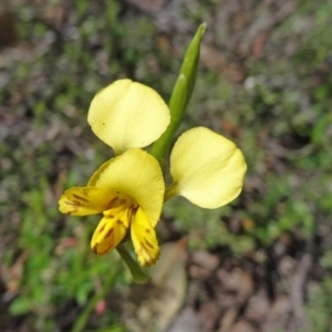 Diuris nigromontana at Point 5204 - 22 Oct 2014