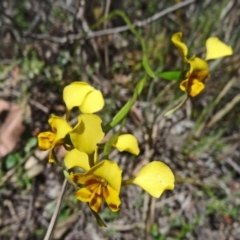 Diuris nigromontana (Black Mountain Leopard Orchid) at Point 5204 - 22 Oct 2014 by galah681