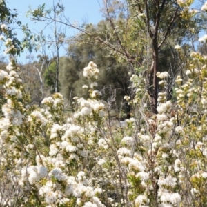 Calytrix tetragona at Majura, ACT - 19 Oct 2014