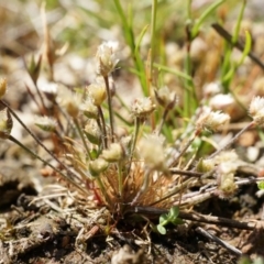 Centrolepis strigosa (Hairy Centrolepis) at Mount Majura - 19 Oct 2014 by AaronClausen