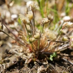 Centrolepis strigosa at Watson, ACT - 19 Oct 2014