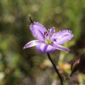 Thysanotus patersonii at Majura, ACT - 19 Oct 2014 11:29 AM