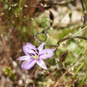 Thysanotus patersonii at Majura, ACT - 19 Oct 2014