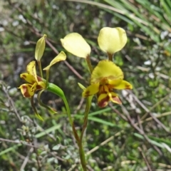 Diuris nigromontana (Black Mountain Leopard Orchid) at Point 5204 - 22 Oct 2014 by galah681