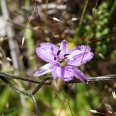 Thysanotus patersonii (Twining Fringe Lily) at Majura, ACT - 19 Oct 2014 by AaronClausen