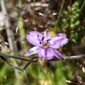 Thysanotus patersonii at Majura, ACT - 19 Oct 2014 11:30 AM