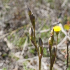 Thelymitra sp. (A Sun Orchid) at Mount Majura - 19 Oct 2014 by AaronClausen