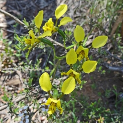 Diuris sulphurea (Tiger Orchid) at Black Mountain - 22 Oct 2014 by galah681