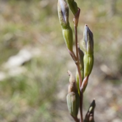 Thelymitra sp. (A Sun Orchid) at Majura, ACT - 19 Oct 2014 by AaronClausen