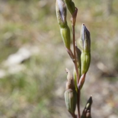 Thelymitra sp. (A Sun Orchid) at Mount Majura - 19 Oct 2014 by AaronClausen