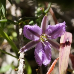 Thysanotus patersonii at Majura, ACT - 19 Oct 2014 11:42 AM