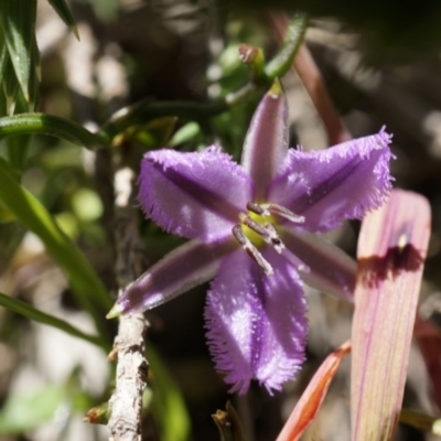 Thysanotus patersonii (Twining Fringe Lily) at Majura, ACT - 19 Oct 2014 by AaronClausen