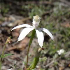 Caladenia moschata (Musky Caps) at Black Mountain - 22 Oct 2014 by galah681