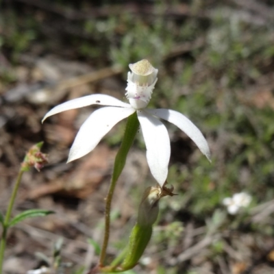 Caladenia moschata (Musky Caps) at Black Mountain - 22 Oct 2014 by galah681