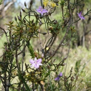 Thysanotus patersonii at Majura, ACT - 19 Oct 2014