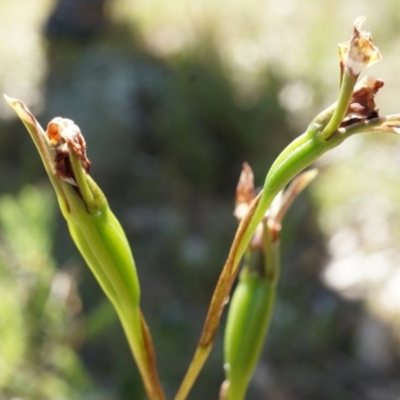 Diuris sp. (A Donkey Orchid) at Mount Majura - 19 Oct 2014 by AaronClausen