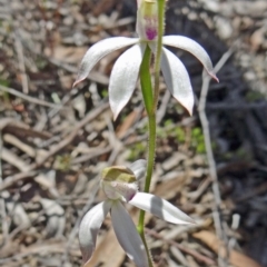 Caladenia moschata (Musky Caps) at Black Mountain - 22 Oct 2014 by galah681