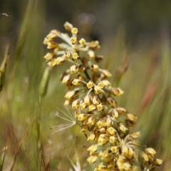 Lomandra multiflora (Many-flowered Matrush) at Mount Majura - 19 Oct 2014 by AaronClausen