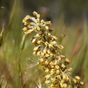 Lomandra multiflora at Majura, ACT - 19 Oct 2014