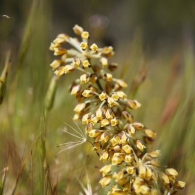 Lomandra multiflora (Many-flowered Matrush) at Majura, ACT - 19 Oct 2014 by AaronClausen