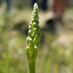 Microtis sp. (Onion Orchid) at Mount Majura - 19 Oct 2014 by AaronClausen