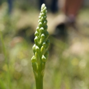 Microtis sp. at Majura, ACT - 19 Oct 2014